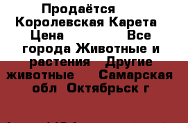 Продаётся!     Королевская Карета › Цена ­ 300 000 - Все города Животные и растения » Другие животные   . Самарская обл.,Октябрьск г.